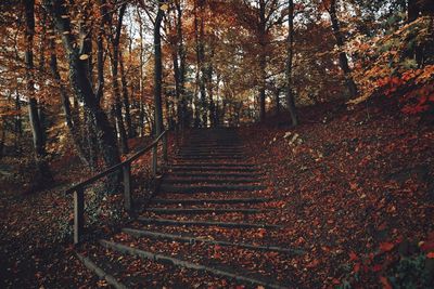 Steps in forest during autumn