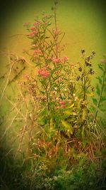 Close-up of flowers blooming in field