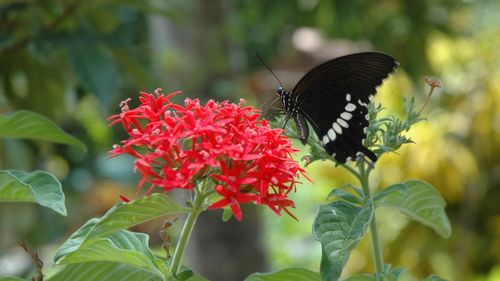Close-up of butterfly pollinating on flower