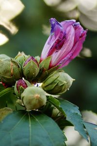 Close-up of pink flowering plant