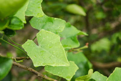 Close-up of raindrops on leaves