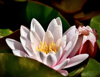 Close-up of white water lily