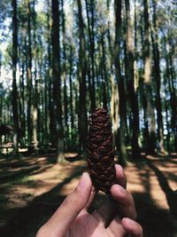 Cropped hand of person holding pine cone against trees