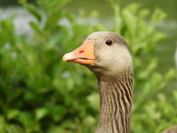 Close-up of a bird against blurred background