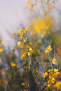 Close-up of yellow flowering plant on field