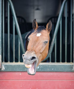 Close-up of horse in stable