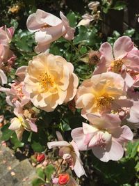 Close-up of flowers blooming outdoors