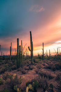 Cactus growing on field against sky during sunset