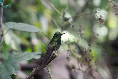 Close-up of bird perching on branch