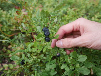 Close-up of insect on plant