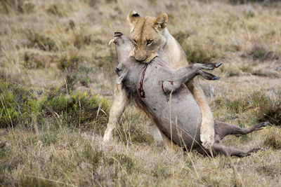 Lioness with dead animal on field