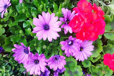 Close-up of purple flowers