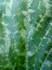 Full frame shot of leaf