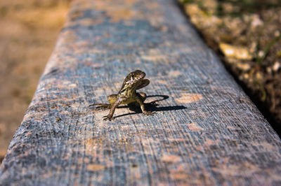 Close-up of lizard on wood