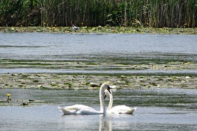 View of swans in lake