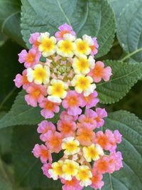 Close-up of yellow flowering plant