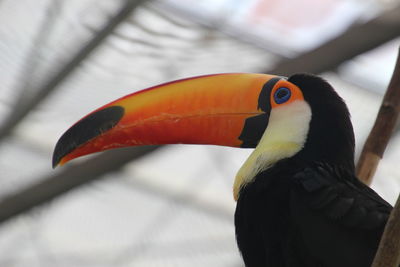 Close-up of a bird