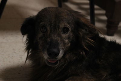 Close-up portrait of dog