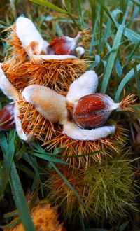 Close-up of spider web on field