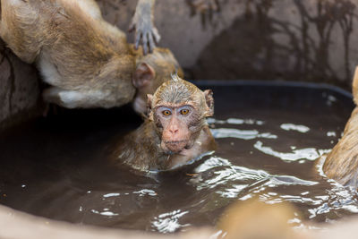 Portrait of monkey drinking water in zoo