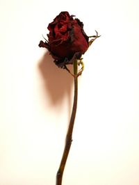 Close-up of flower against white background
