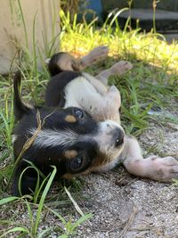 Close-up of a dog relaxing on field