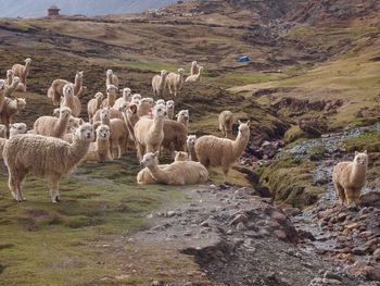 Flock of sheep on field