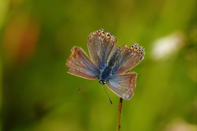 Close-up of butterfly on flower