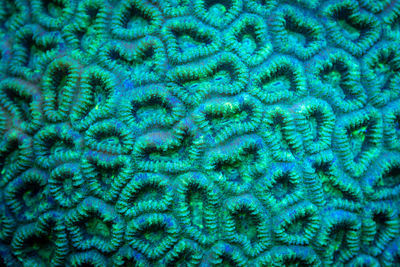 Full frame shot of coral in sea