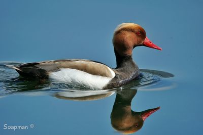 Bird in water