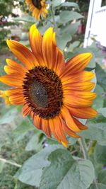 Close-up of sunflower