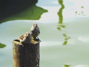 Close-up of bird perching on wall