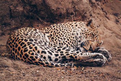 Cheetah resting on mud