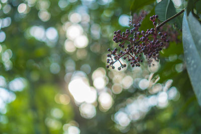 Close-up of wet tree