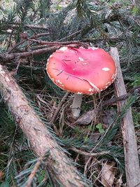 High angle view of mushroom growing on field