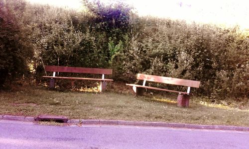 Empty bench against plants in park