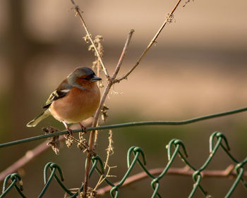 Close-up of bird perching outdoors