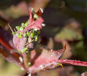 Close-up of raindrops on plant leaves