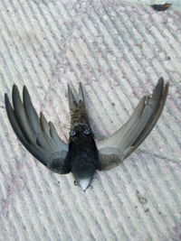 High angle view of bird flying over sea