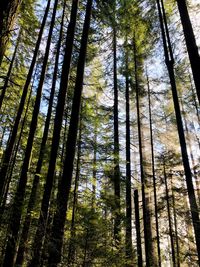 Low angle view of bamboo trees in forest