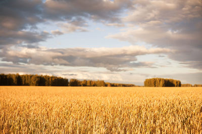 Gold wheat flied at sunset, rural landscape. concept of autumn and harvesting. beautiful landscape