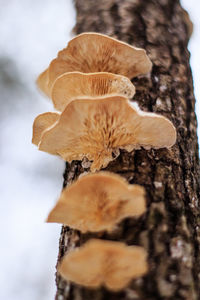 Close-up of mushrooms growing outdoors