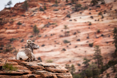 Rock formations on mountain