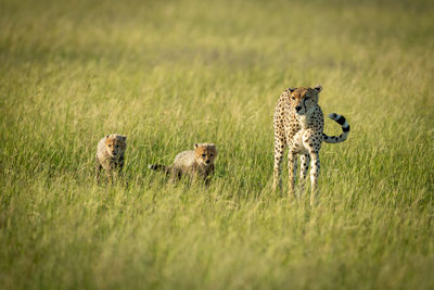 Cheetah family standing on land in forest