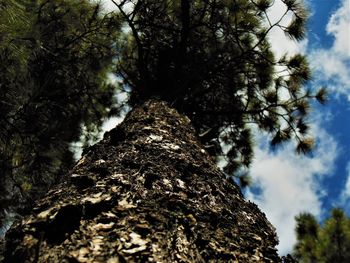 Low angle view of trees against sky