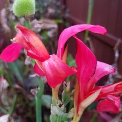 Close-up of pink day lily blooming outdoors