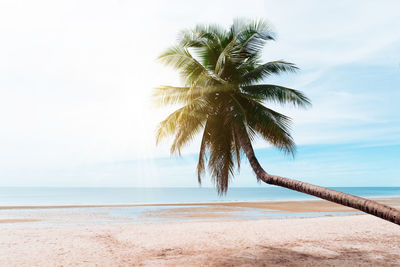 Palm tree by sea against sky