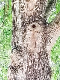 Close-up of tree trunk