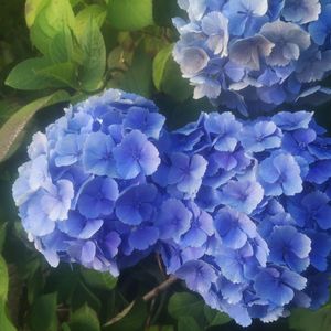 Close-up of purple hydrangea flowers blooming outdoors