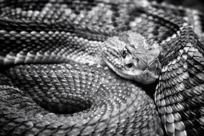 Close-up of a lizard